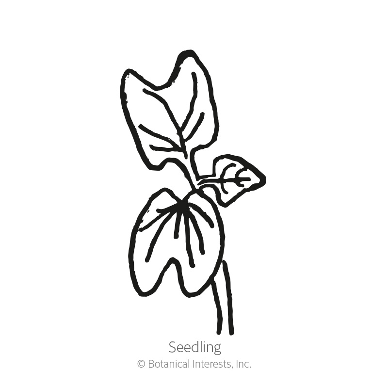 Something Old Something New Morning Glory Seeds   view 2