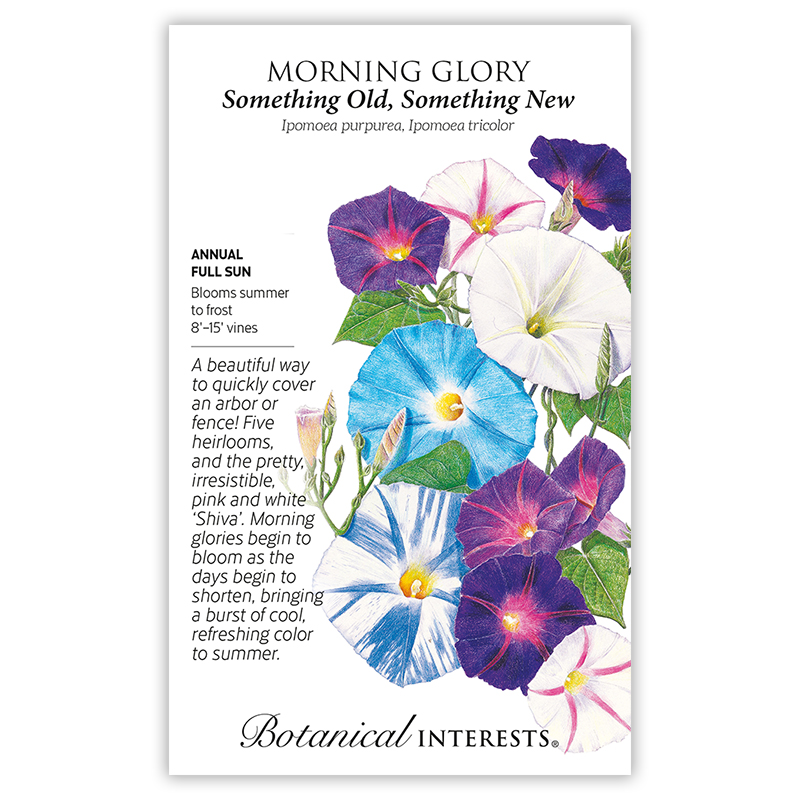 Something Old Something New Morning Glory Seeds   view 3