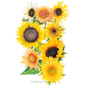 Florist's Sunny Bouquet Sunflower Seeds     view 1