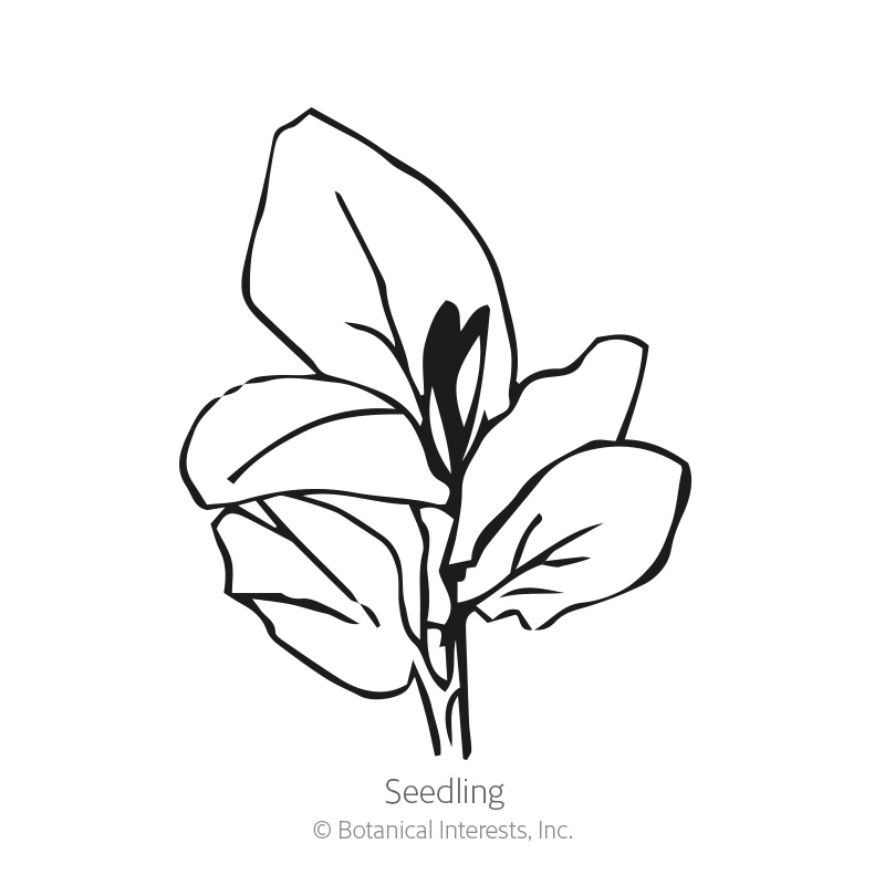 Windsor Fava Bean Seeds     view 2