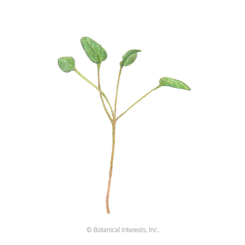 Upland Cress Microgreens Seeds     view 2