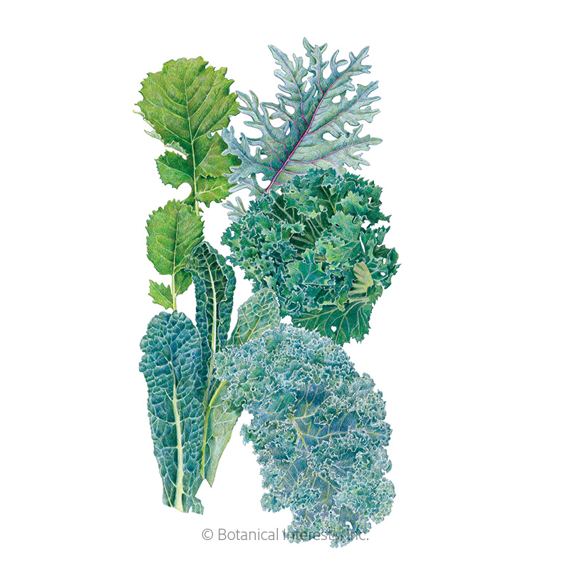 Premier Blend Kale Seeds      view 1