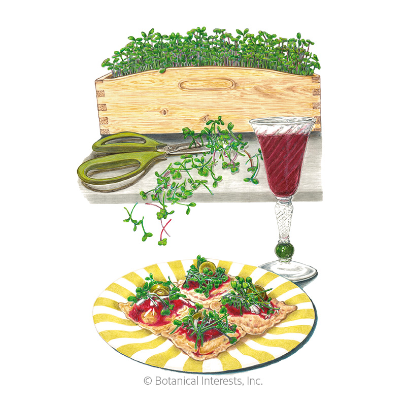 Italian Amaro Blend Microgreens Seeds     view 1