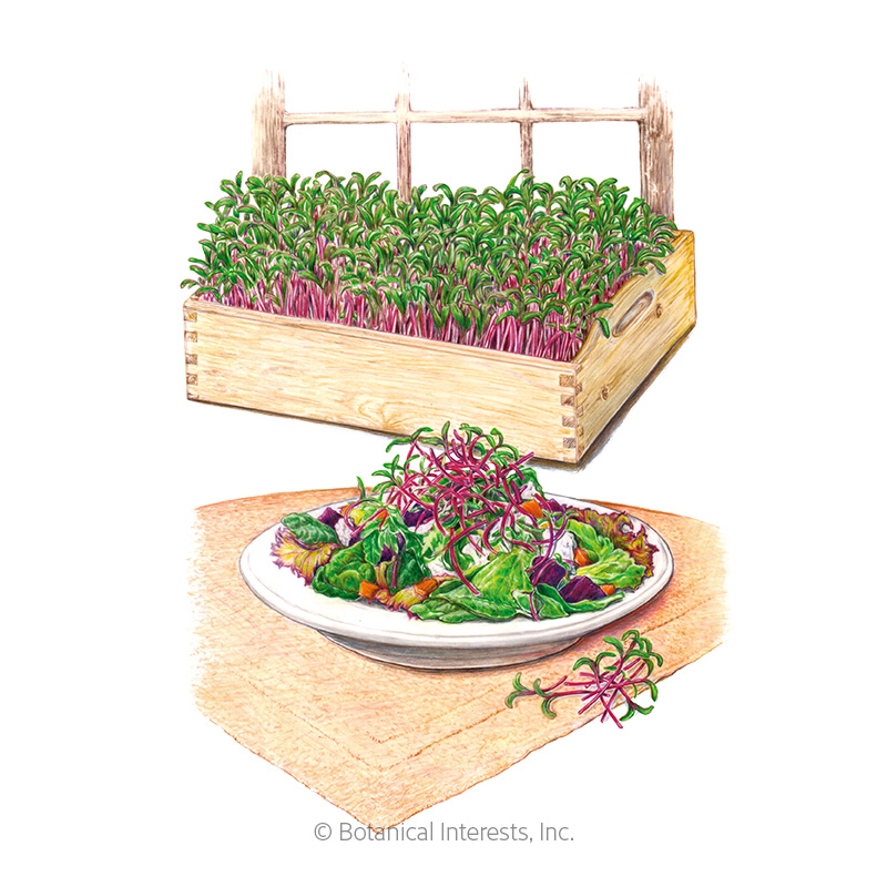Early Wonder Beet Microgreens Seeds   