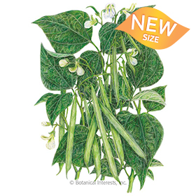 Jade Bush Bean Seeds