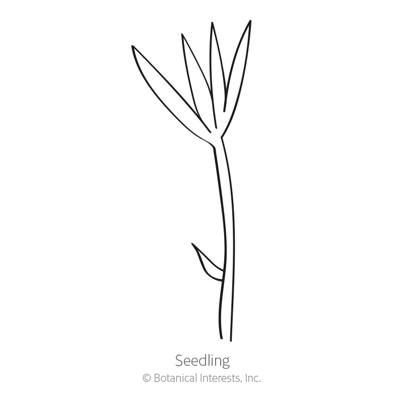 Seedling