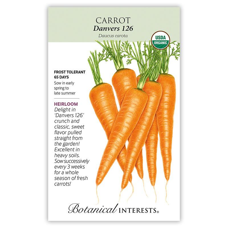 Danvers 126 Carrot Seeds      view 4