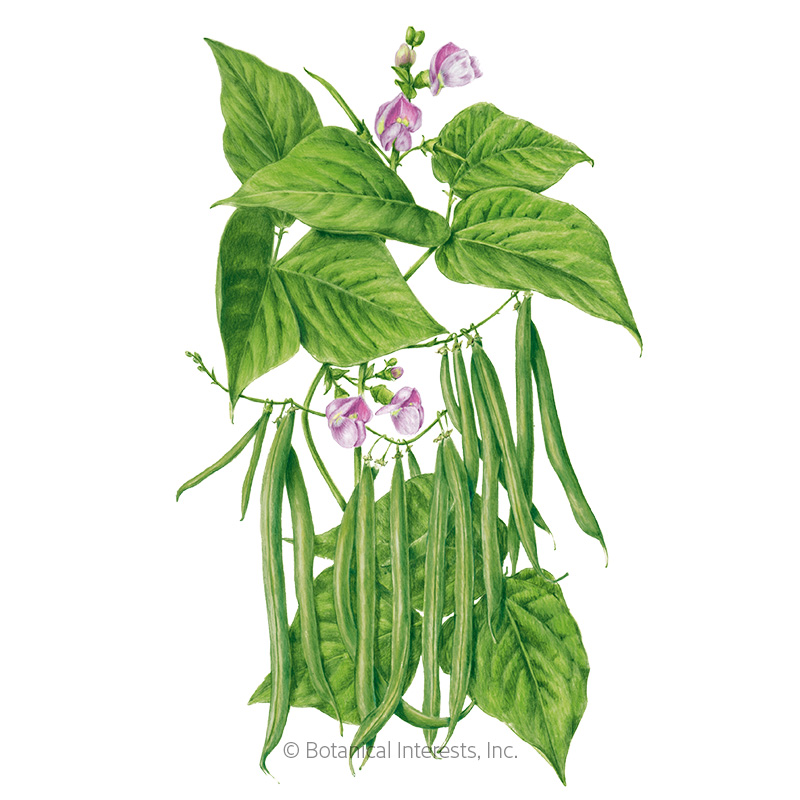 Provider Bush Bean Seeds     