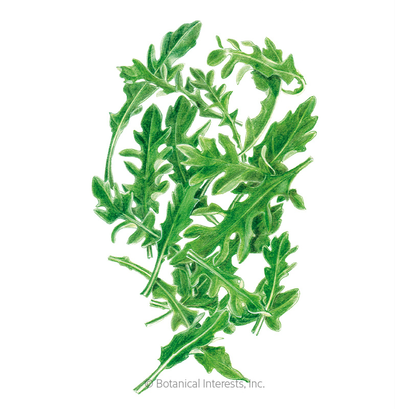 Arugula Baby Greens Seeds    