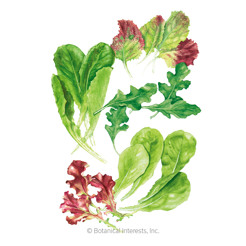 Snappy Fresh Mesclun Baby Greens Seeds   