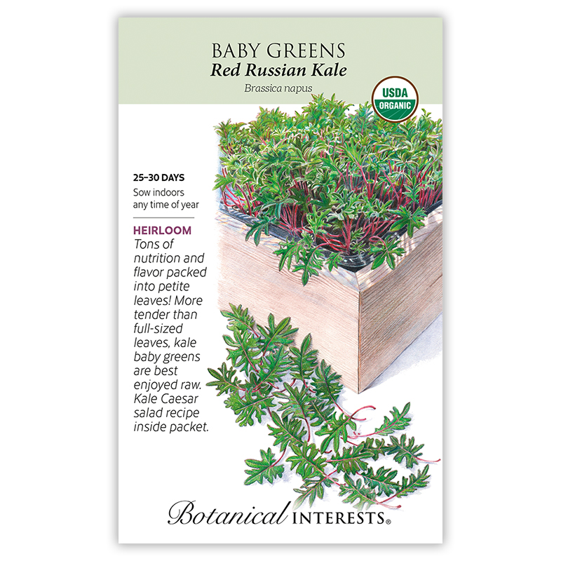 Red Russian Kale Baby Greens Seeds    view 4