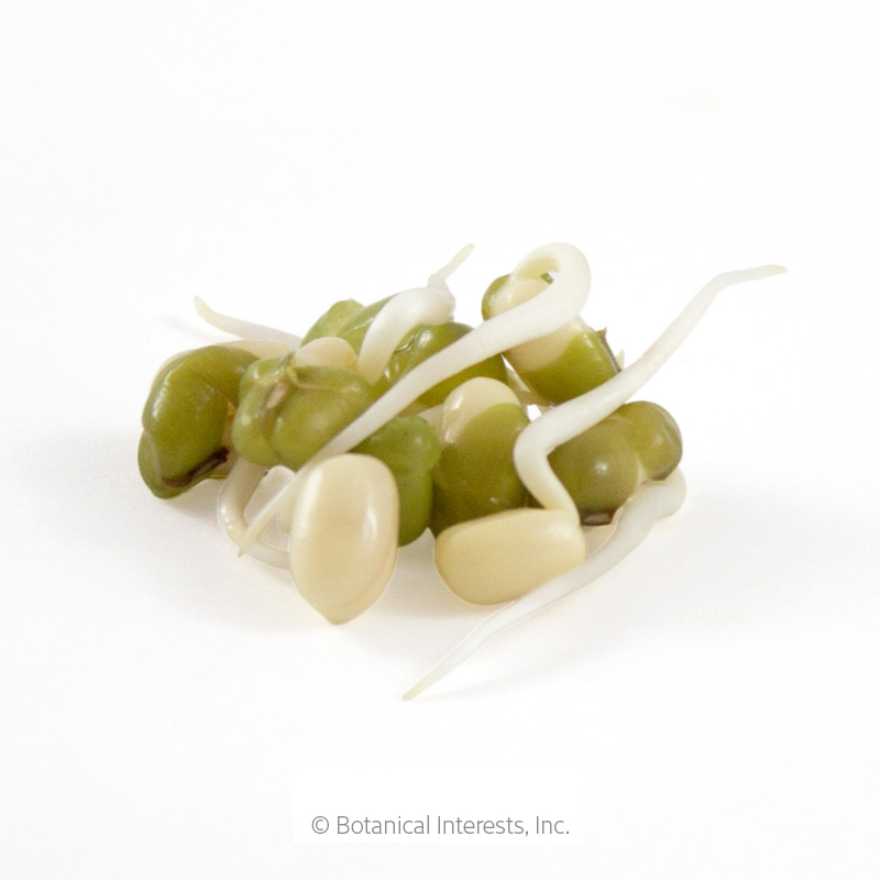 Mung Bean Sprouts Seeds      view 2