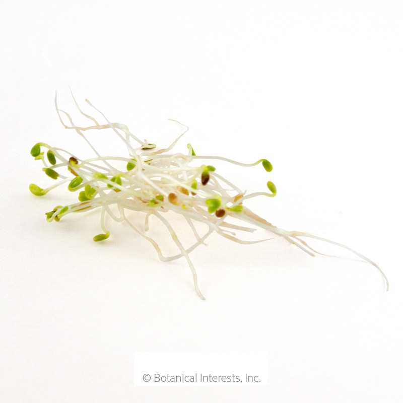Alfalfa Sprouts Seeds       view 2