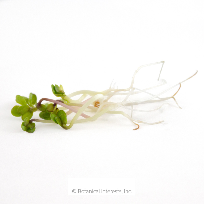 China Rose Radish Sprouts Seeds     view 2
