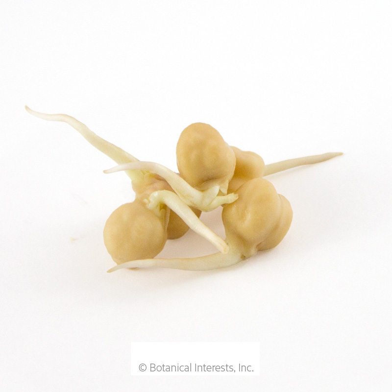 Garbanzo Bean Sprouts Seeds      view 2