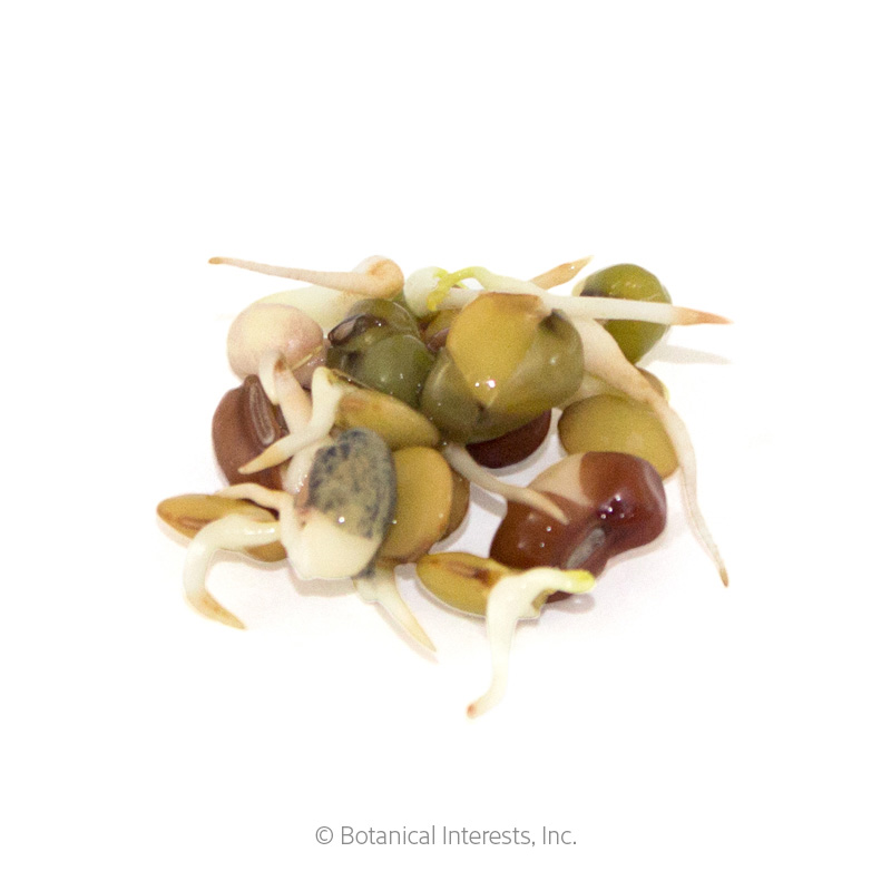 Bean Mix Sprouts Seeds      view 2