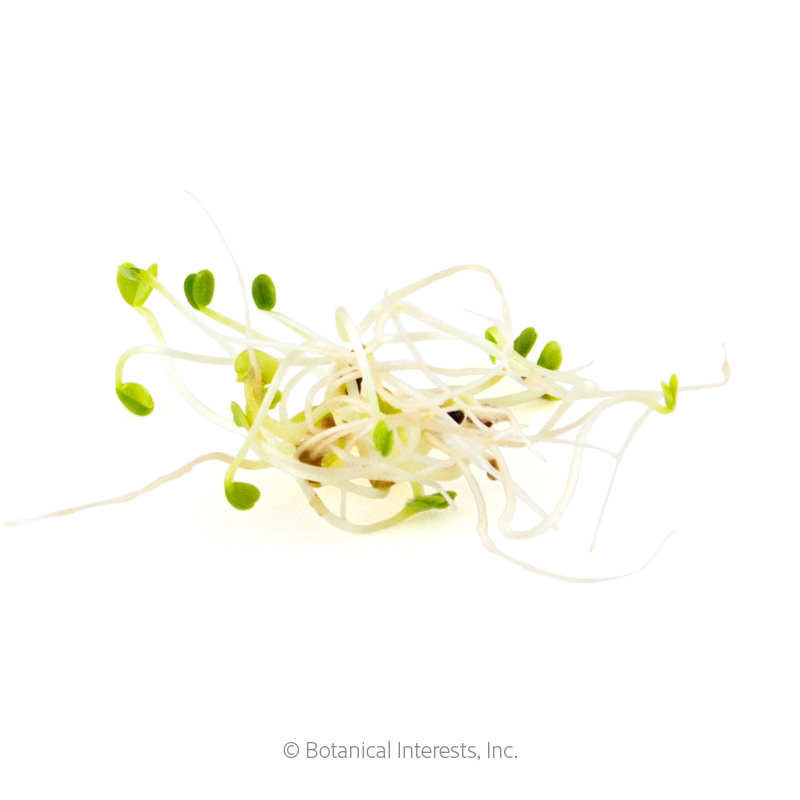 Salad Mix Sprouts Seeds      view 2