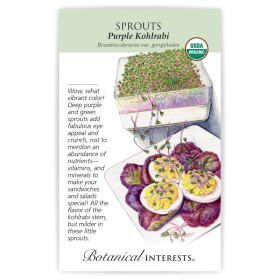 Purple Kohlrabi Sprouts