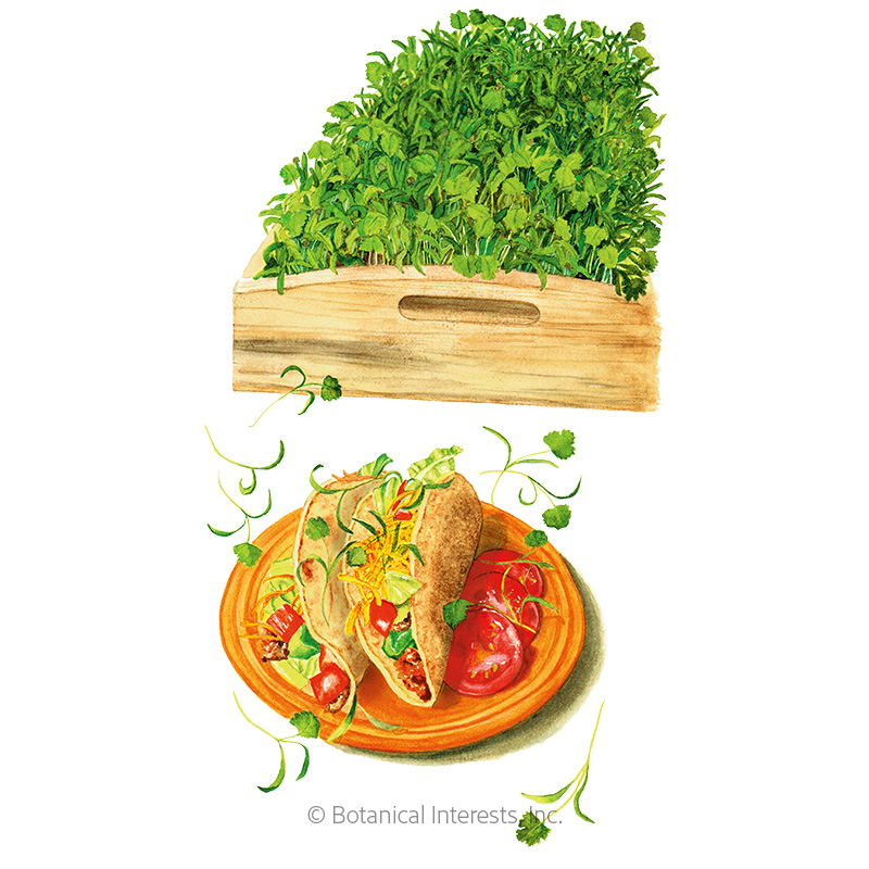 Cilantro Microgreens Seeds     
