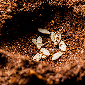 Seed Starting Outdoors