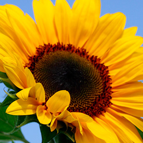 Sunflower: Tips for Growing Tall Sunflowers