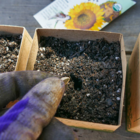 Sowing in Paper Pots