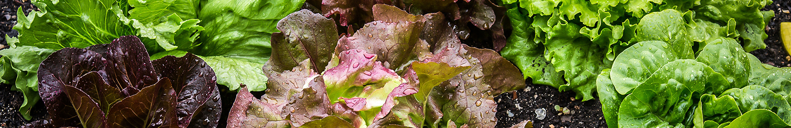 Lettuce: Sow and Grow Guide