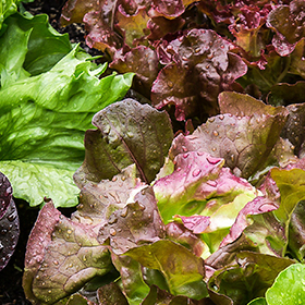 Lettuce: Sow and Grow Guide