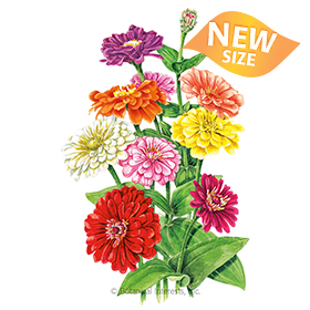 Benary's Giant Blend Zinnia Seeds - New