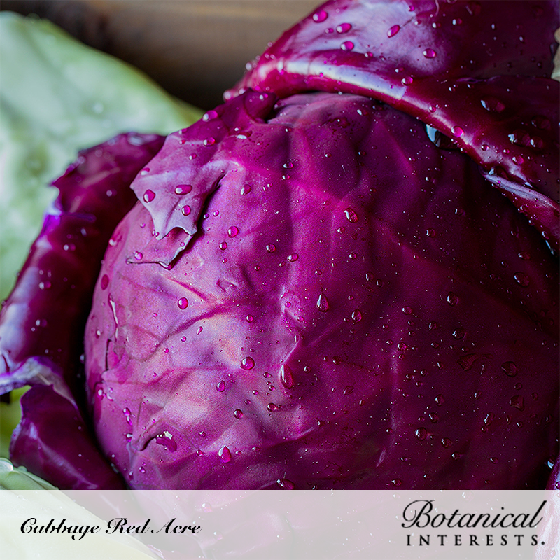 Red Acre Cabbage Seeds view 4