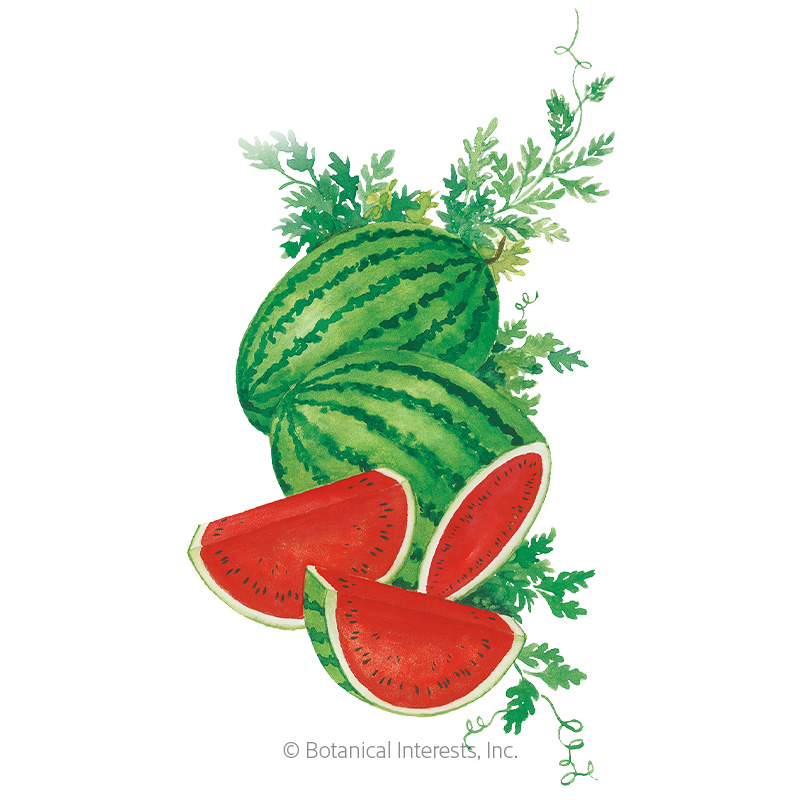 Crimson Sweet Watermelon Seeds