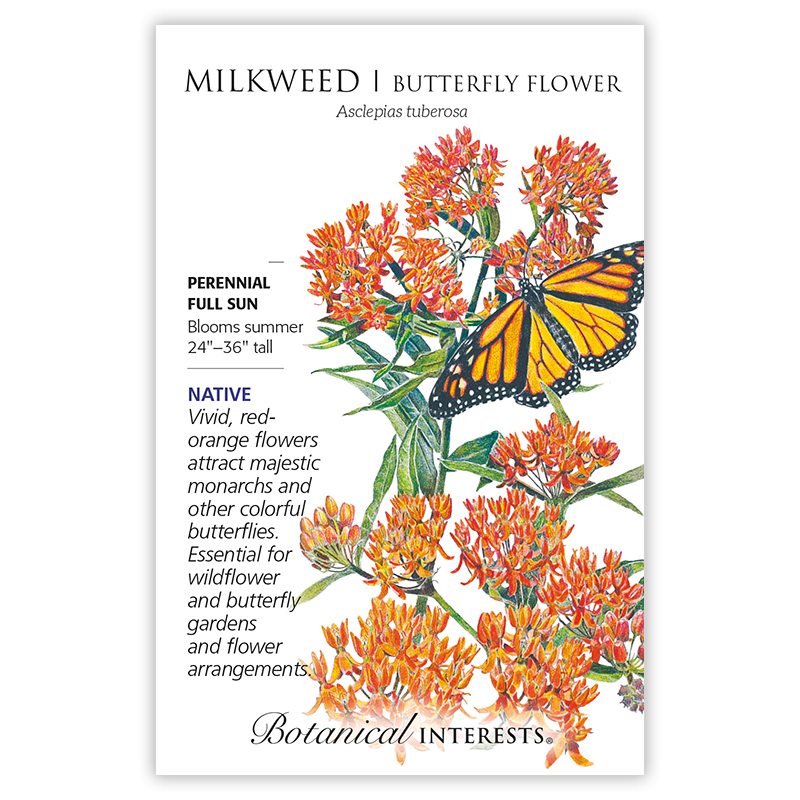 Milkweed/Butterfly Flower Seeds view 3