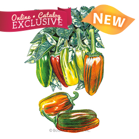 Candy Cane Chocolate Cherry Sweet Pepper Seeds - Online Exclusive
