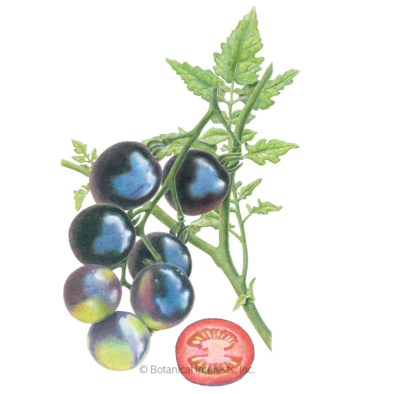 Indigo Rose Pole Cherry Tomato Seeds     - Online Exclusive