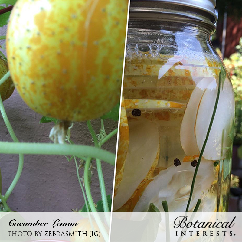 Lemon Cucumber Seeds view 5