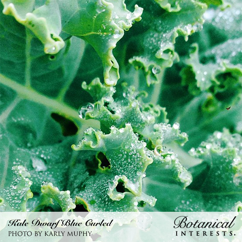 Dwarf Blue Curled Kale Seeds view 4