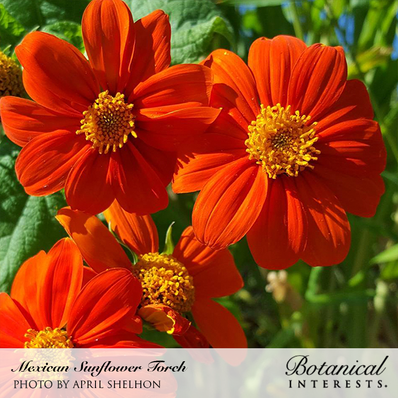 Torch Mexican Sunflower Seeds view 4