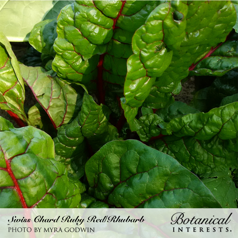 Ruby Red/Rhubarb Swiss Chard Seeds view 4