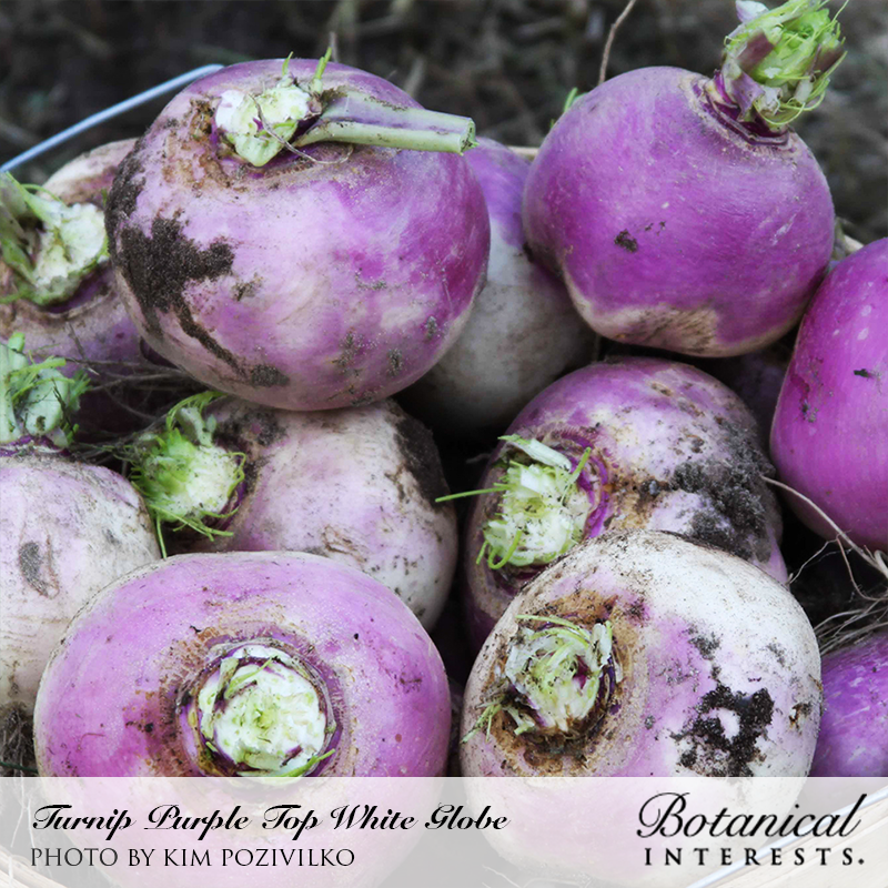 Purple Top White Globe Turnip Seeds view 4