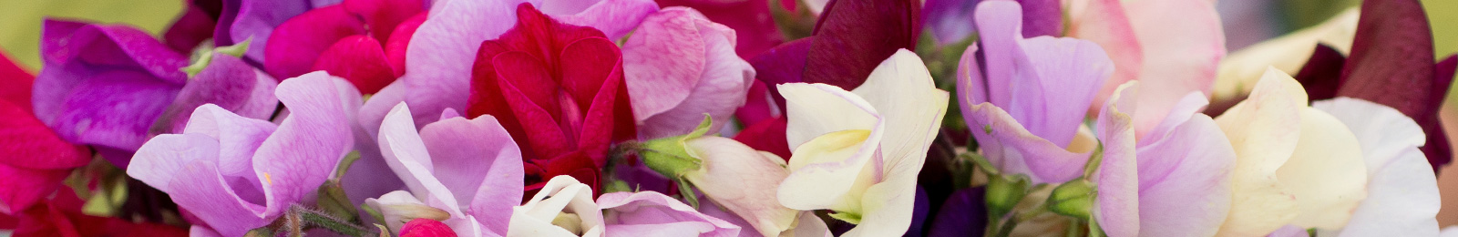 Sweet Pea: Sow and Grow Guide