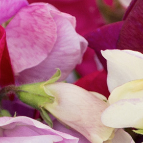 Sweet Pea: Sow and Grow Guide
