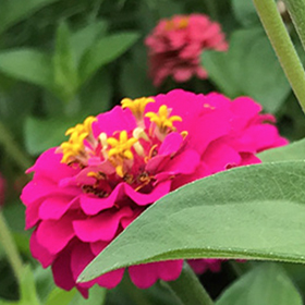 Zinnia: Sow and Grow Guide