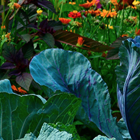 6 Steps to an Organic Garden