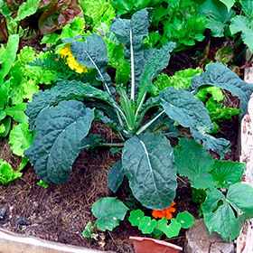 10 Tips for Beginning Seed Gardeners