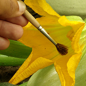 Hand Pollination for Squash, Cucumber, Melon, and Watermelon
