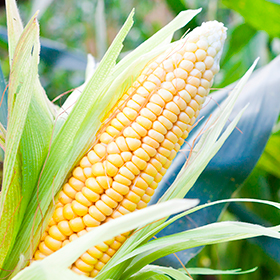 Corn: Pollination