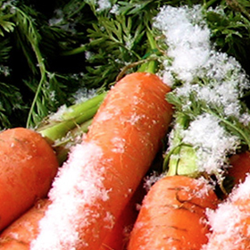 Frost Tolerance of Vegetables
