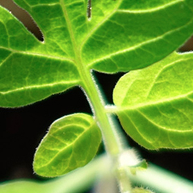 5 Steps to Harden Off Seedlings