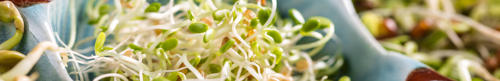 Microgreens and Sprouts What is the Difference?