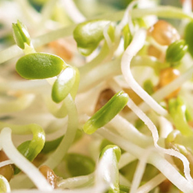 Microgreens and Sprouts: What is the Difference?